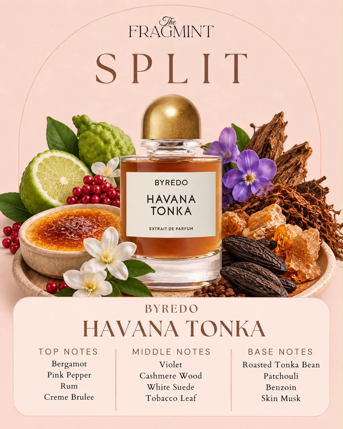 Havana Tonka Split